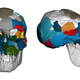Scans of the Australopithecus afarensis skull.